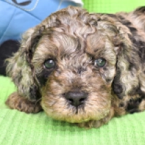 Big Merlin – F1b, merle Cavapoo for sale