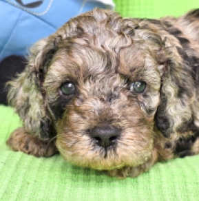 Cavapoo Welpe kaufen