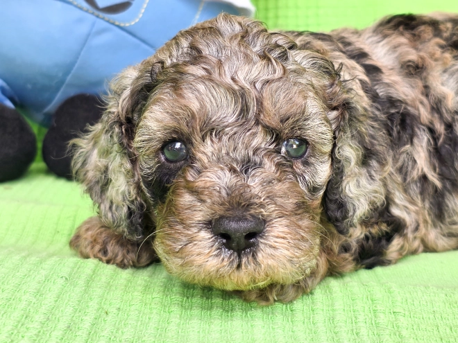 Cavapoo Welpe kaufen