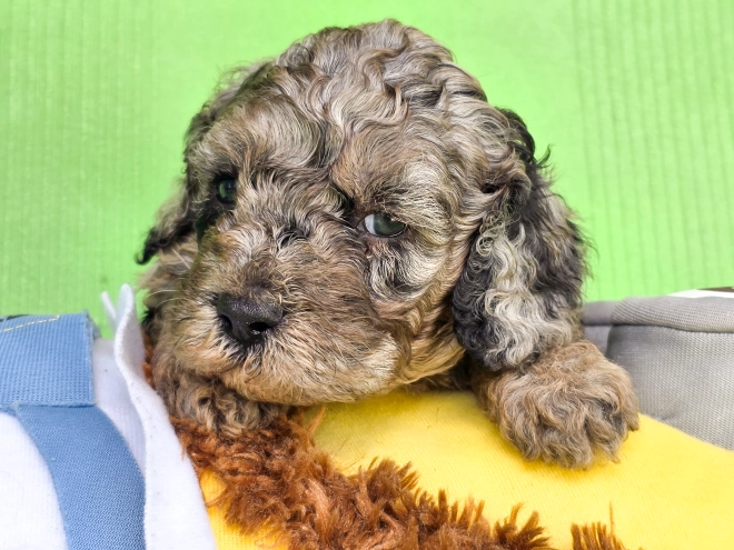 Cavapoo Welpe kaufen