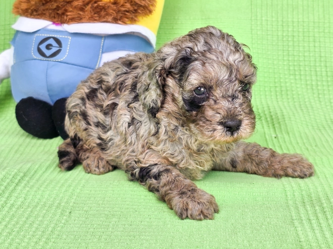 Cavapoo Welpe kaufen