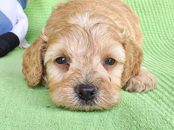 Cavapoo Welpe kaufen