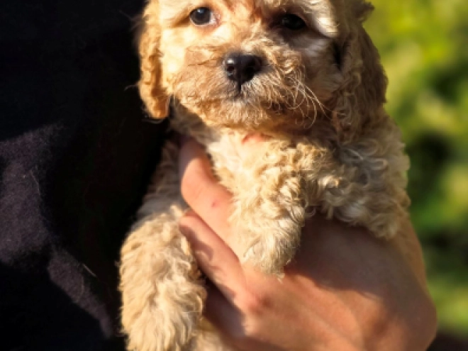 Cavapoo Welpe kaufen