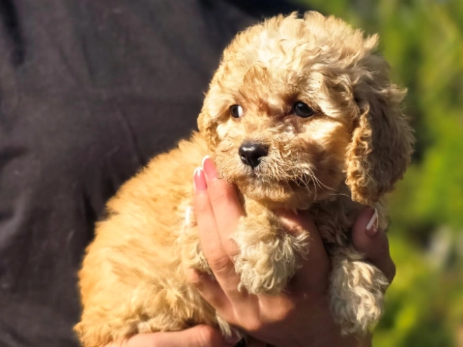 Cavapoo Welpe kaufen