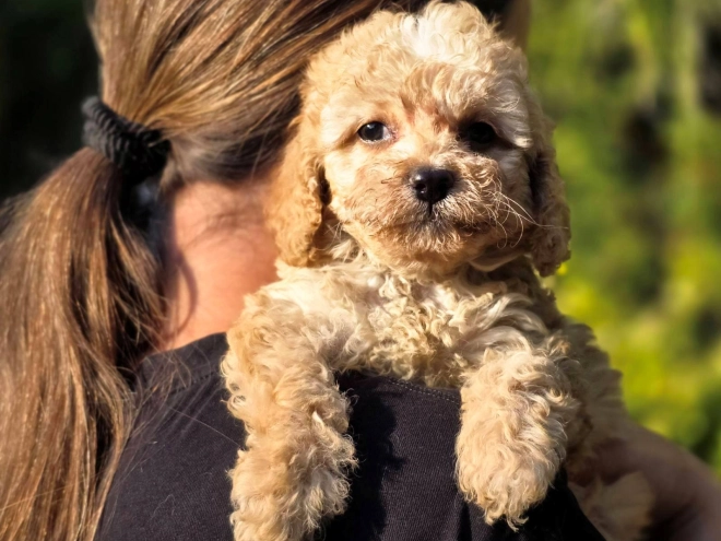 Cavapoo Welpe kaufen