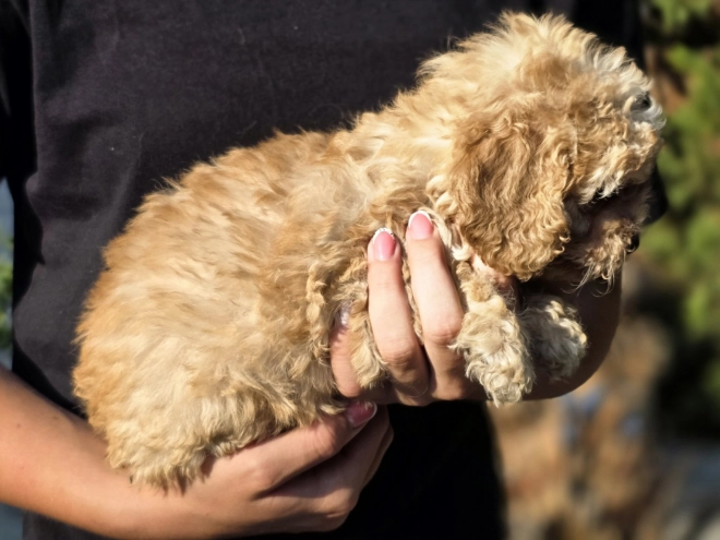 Cavapoo Welpe kaufen