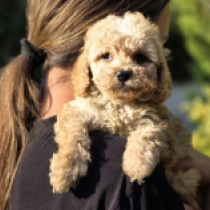 Mignon – F1b, golden Cavapoo Welpen kaufen