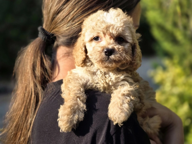 Cavapoo Welpe kaufen