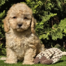 Mignon – F1b, golden Cavapoo for sale