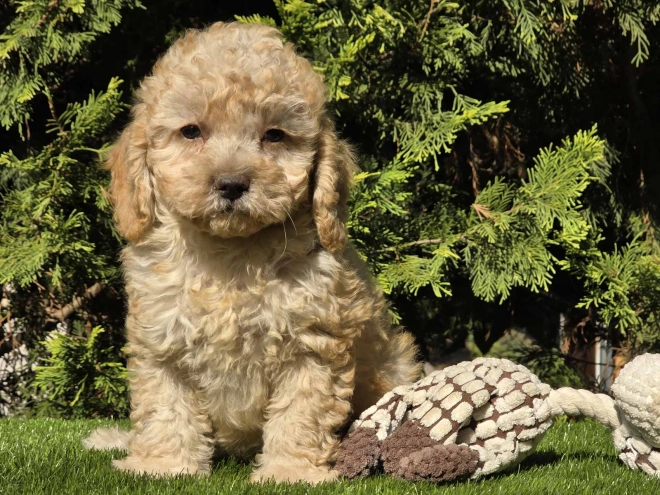 Cavapoo Welpe kaufen