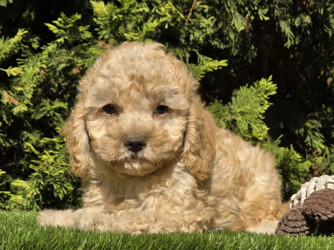 Cavapoo Welpe kaufen