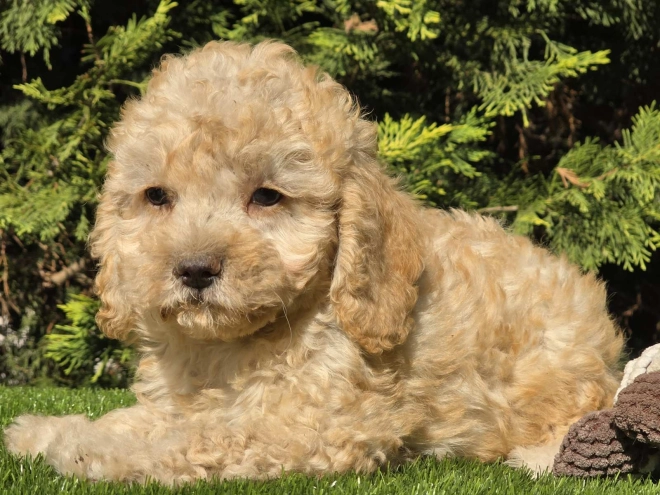 Cavapoo Welpe kaufen