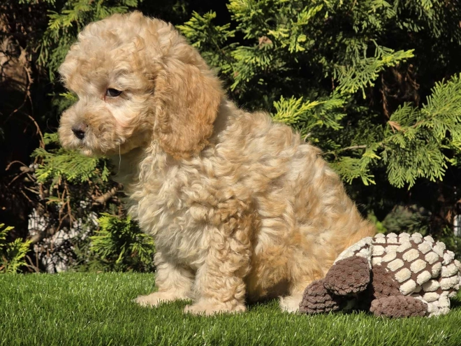 Cavapoo Welpe kaufen
