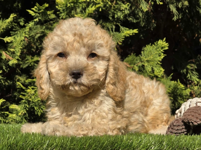 Cavapoo Welpe kaufen