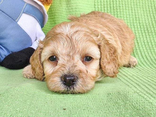 Cavapoo Welpe kaufen