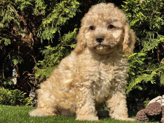 Cavapoo Welpe kaufen
