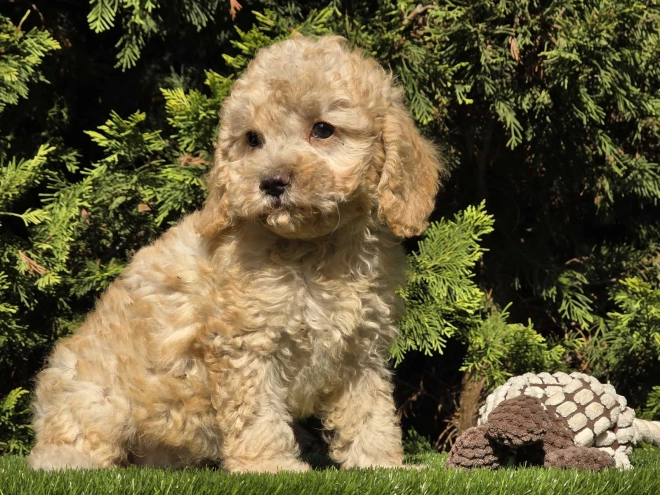 Cavapoo Welpe kaufen