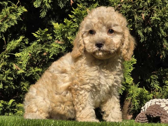 Cavapoo Welpe kaufen