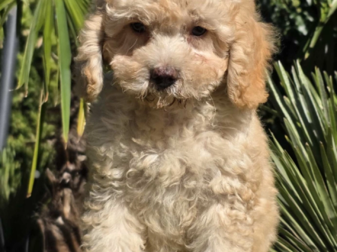 Cavapoo Welpe kaufen