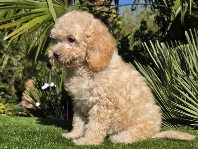Cavapoo Welpe kaufen
