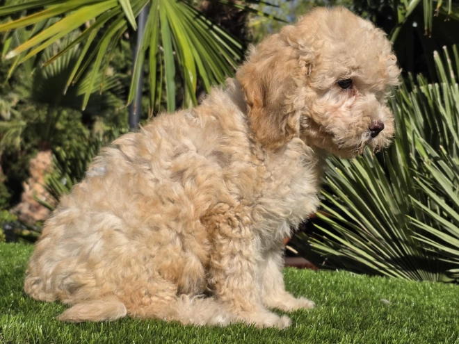 Cavapoo Welpe kaufen