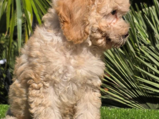 Cavapoo Welpe kaufen