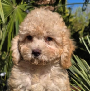 Cavapoo Welpe kaufen