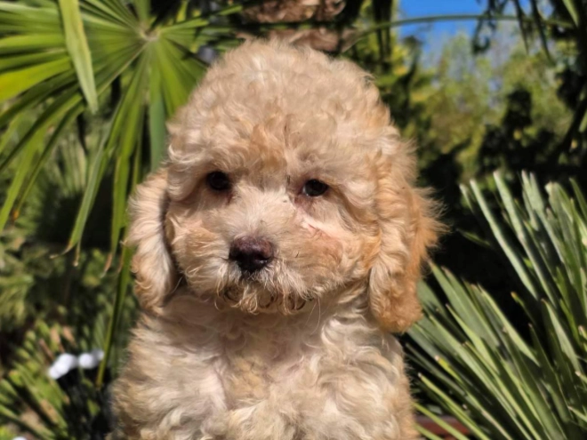 Cavapoo Welpe kaufen