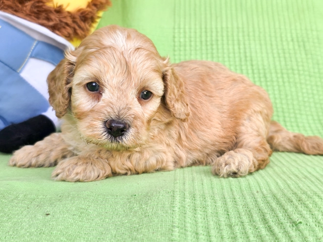 Cavapoo Welpe kaufen