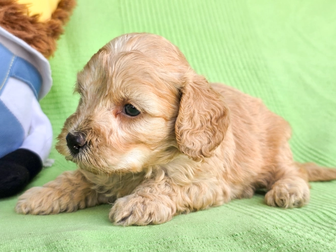 Cavapoo Welpe kaufen