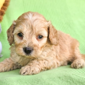 Cavapoo Welpe kaufen