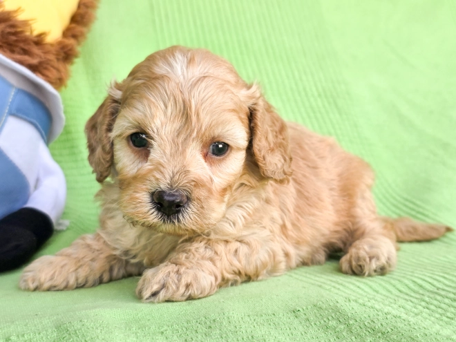 Cavapoo Welpe kaufen
