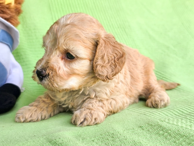 Cavapoo Welpe kaufen