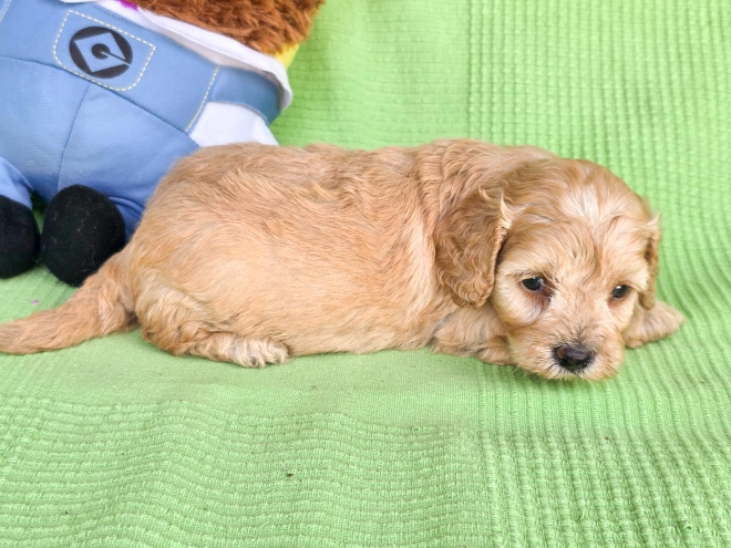 Cavapoo Welpe kaufen
