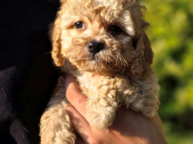 Cavapoo Welpe kaufen