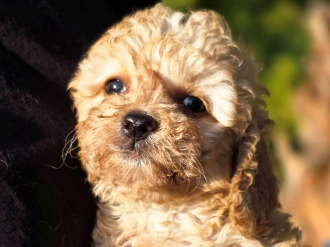 Cavapoo Welpe kaufen