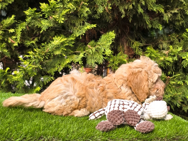 Cavapoo puppy for sale