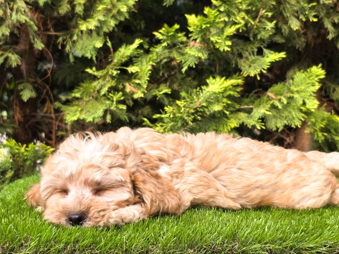 Cavapoo puppy for sale