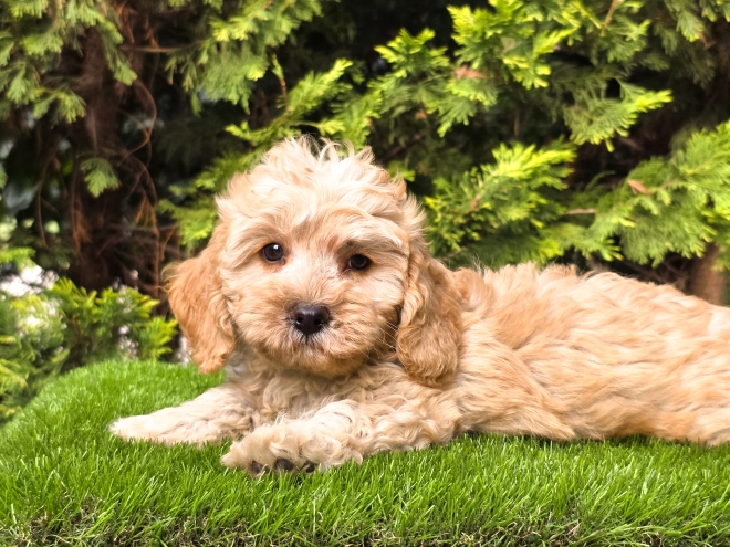 Cavapoo puppy for sale