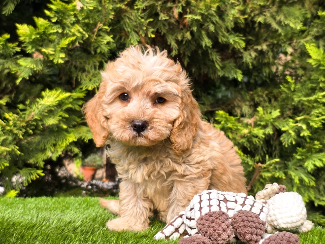 Cavapoo puppy for sale