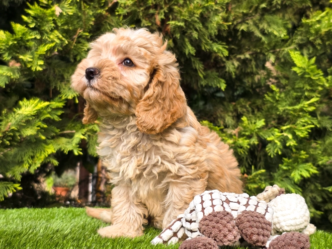 Cavapoo puppy for sale