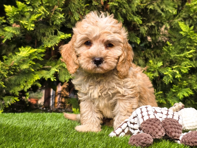 Cavapoo puppy for sale