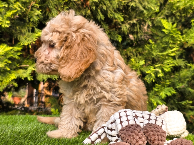 Cavapoo puppy for sale