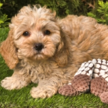 Marvel – F1b, golden Cavapoo for sale