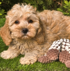 Cavapoo puppy for sale