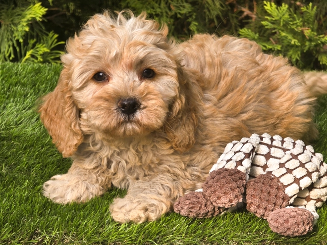 Cavapoo puppy for sale