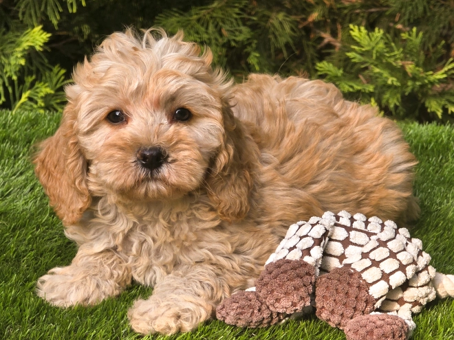 Cavapoo puppy for sale