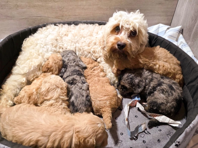 Cavapoo puppy for sale