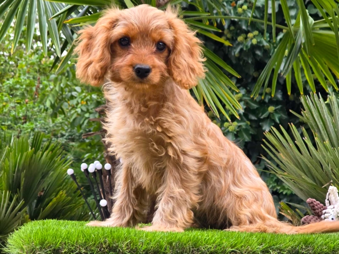 Cavapoo Welpe kaufen