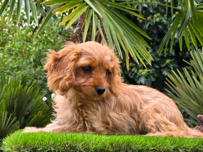 Cavapoo Welpe kaufen